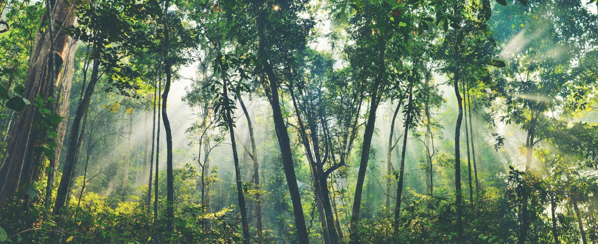 Dall'Amazzonia direttamente a te